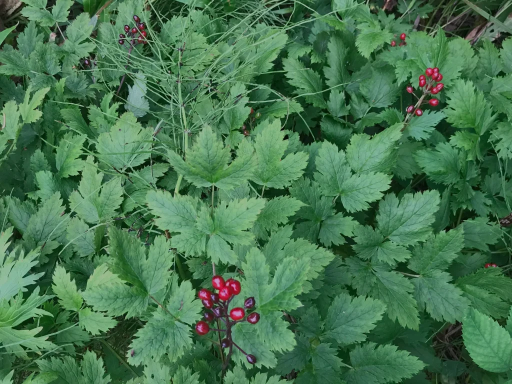 Berries found at Twin Rivers