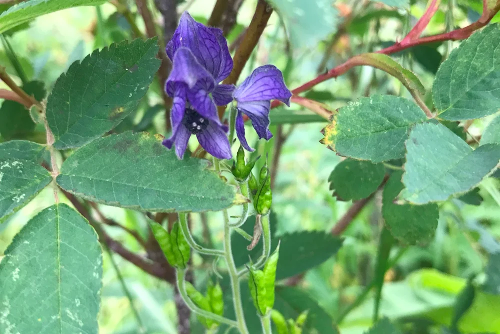 Native flowers found at Twin Rivers