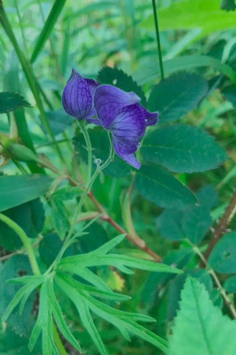 Native flowers found at Twin Rivers