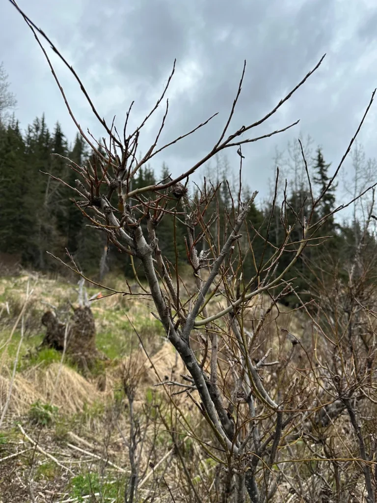Evidence of moose activity on tree at Twin Rivers