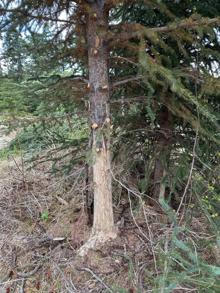 Signs of bear claw sharpening on tree at Twin Rivers