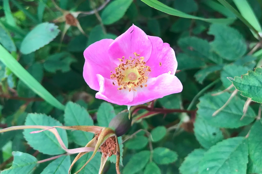 Native flowers found at Twin Rivers
