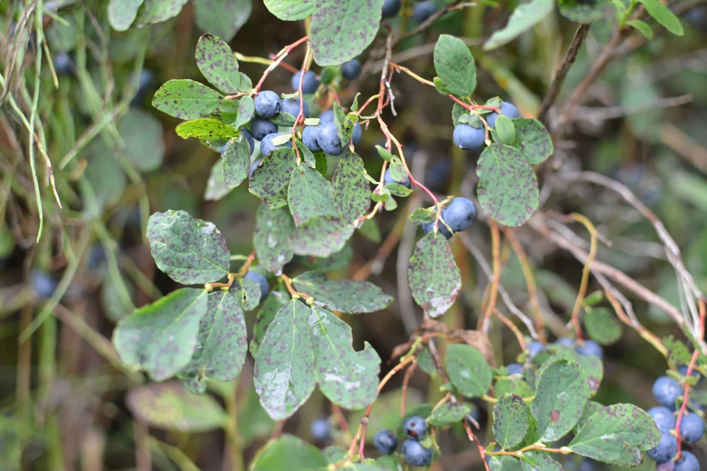 Berries found at Twin Rivers