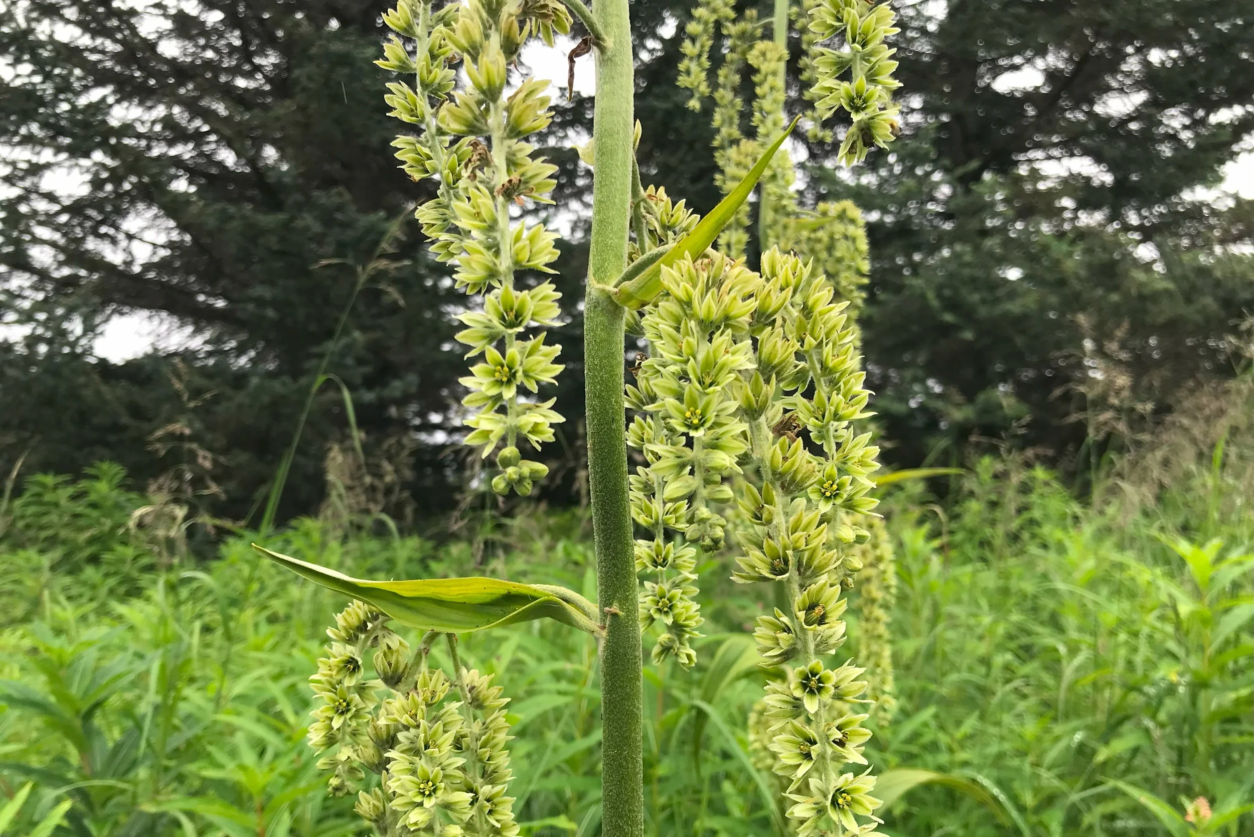 Native flowers found at Twin Rivers