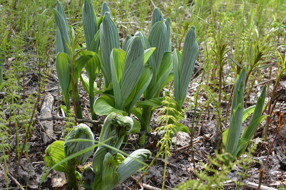 Native plants found at Twin Rivers