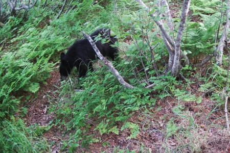 Screenshot 2025-11-21 at 10.34.59 AM Bear walking through the woods from a game camera at Twin Rivers